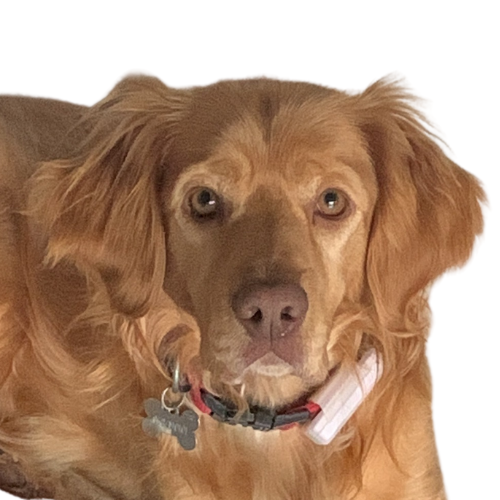 Dave, le chien de Marie. Gros plan sur sa tête.