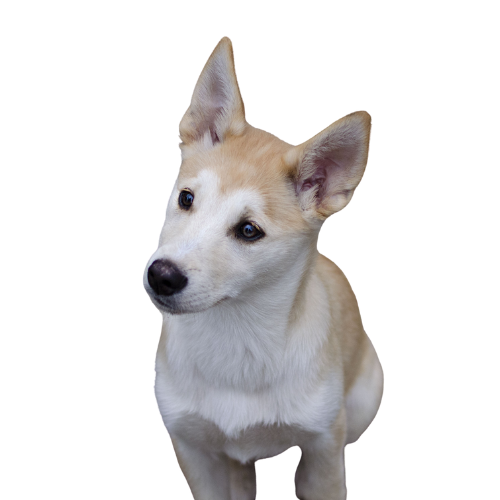 Eskiss, la chienne de Camille. Elle est assise et regarde hors champ sur la gauche de l'image. Elle est face à nous.